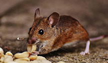 24 Hour & Emergency Exterminators in Woodman, KY